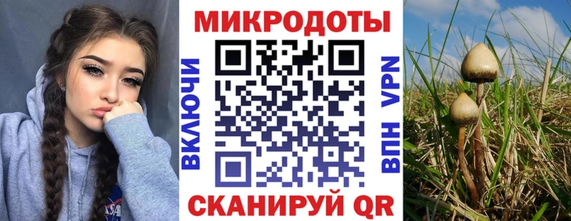 Псилоцибиновые грибы Psilocybe  Переславль-Залесский 
